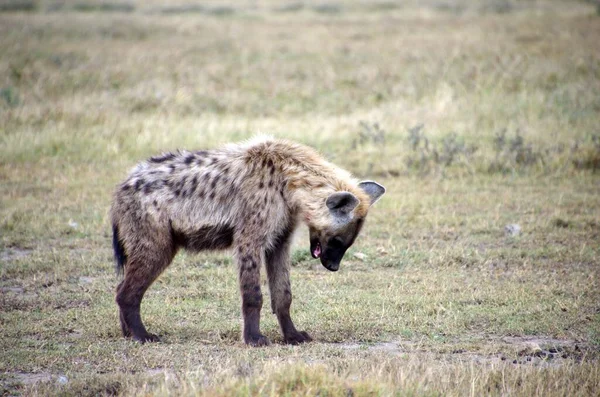 Hyena Στο Πάρκο Serengeti Στην Τανζανία — Φωτογραφία Αρχείου