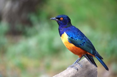 Tanzanya 'daki Serengeti parkında Starling kuşu