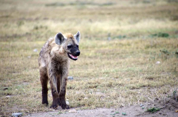 Hyena Στο Πάρκο Serengeti Στην Τανζανία — Φωτογραφία Αρχείου