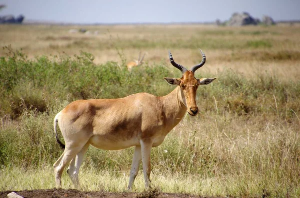 Hartebeest Parque Serengeti Tanzania —  Fotos de Stock