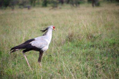Tanzanya 'daki Serengeti parkında sekreter kuş.