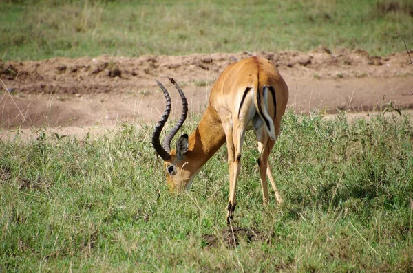 Impala Στο Πάρκο Serengeti Στην Τανζανία — Φωτογραφία Αρχείου
