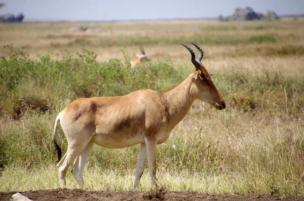 Hartebeest Parque Serengeti Tanzania —  Fotos de Stock