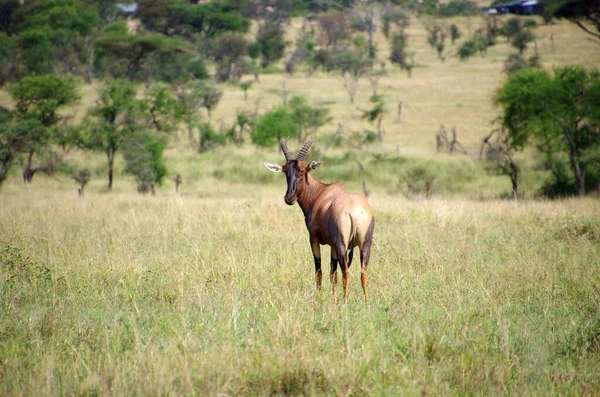 Topi Αντιλόπη Στο Πάρκο Serengeti Στην Τανζανία — Φωτογραφία Αρχείου