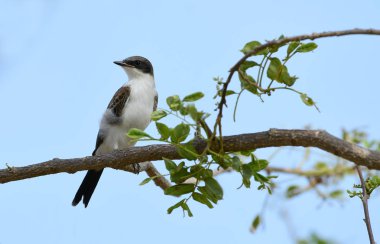 Bir ağaç dalı üzerinde güzel Doğu Kingbird (Tyrannus tyrannus) percheed