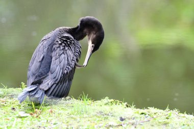 Küçük Gölet sahilinde Neotropic karabatak (Phalacrocorax brasilianus)