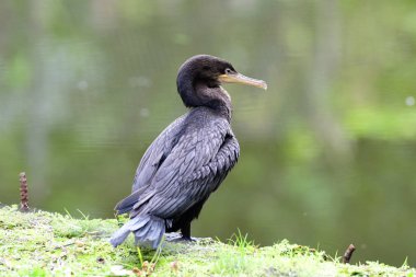 Küçük Gölet sahilinde Neotropic karabatak (Phalacrocorax brasilianus)