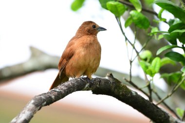 Beyaz astarlı Tanager (Tachyphonus rufus) erkek bir ağaç dalı üzerinde tünemiş