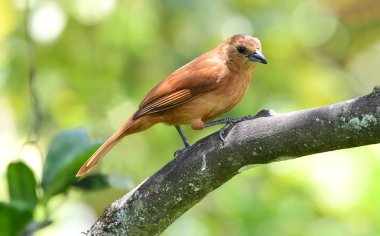 Beyaz astarlı Tanager (Tachyphonus rufus) erkek bir ağaç dalı üzerinde tünemiş