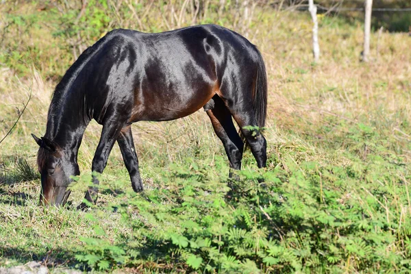 Beautiful Black Stallion Eating Grass Field — Stock Photo, Image