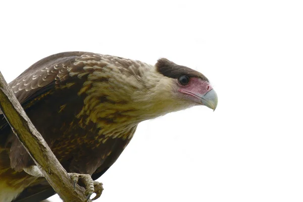 Close Falcão Crested Caracara Empoleirado Galho Árvore — Fotografia de Stock