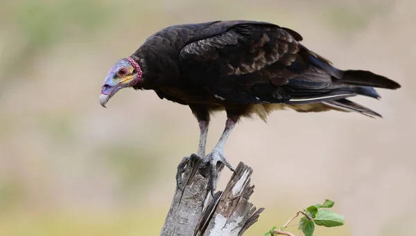Close Lesser Yellow Headed Vulture Cathartes Burrovianus Perched Fence Post — Stock Photo, Image