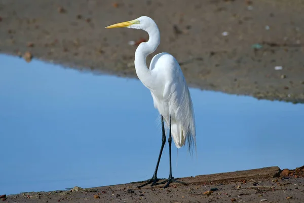 Beautiful Great Egret Ardea Alba Shore Pond — Stock Photo, Image