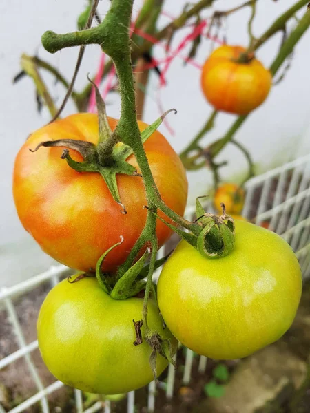 グリーン トマトの菜園のクローズ アップ — ストック写真