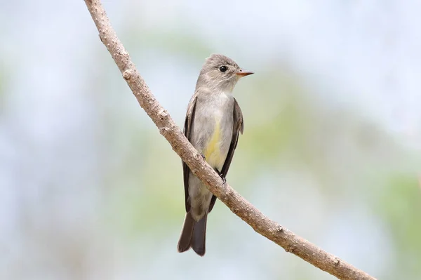 Close Tropical Pewee Perched Tree Branch — Stock Photo, Image