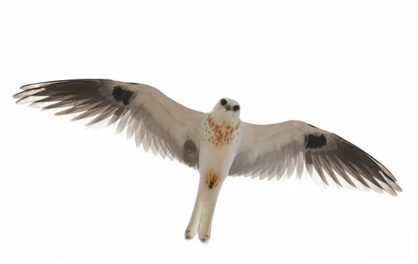 Close Papagaio Cauda Branca Elanus Leucurus Voando Acima — Fotografia de Stock