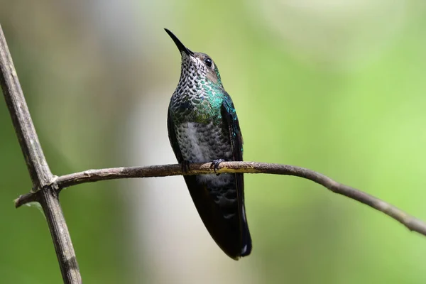 White Necked Jacobin Florisuga Mellivora Female Perched Branch — Stock Photo, Image