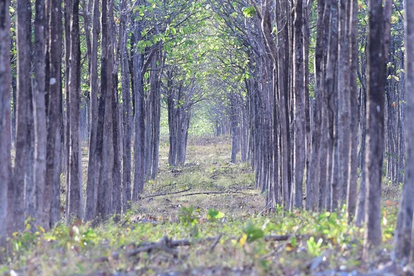 Vista Uma Área Arborizada Com Corredor Árvores — Fotografia de Stock