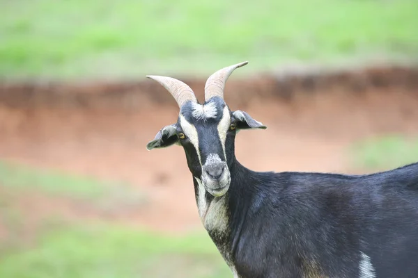 Fechar Uma Cabra Preta Uma Fazenda — Fotografia de Stock