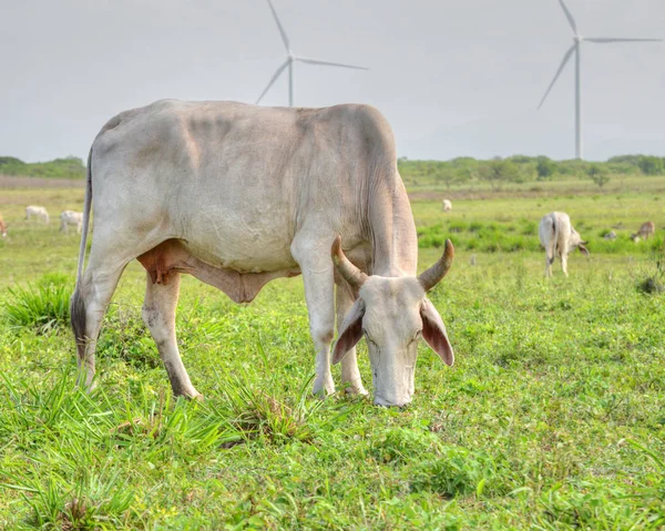 Belle Cebu Femelle Mangeant Herbe Dans Champ Pâturage Panama — Photo