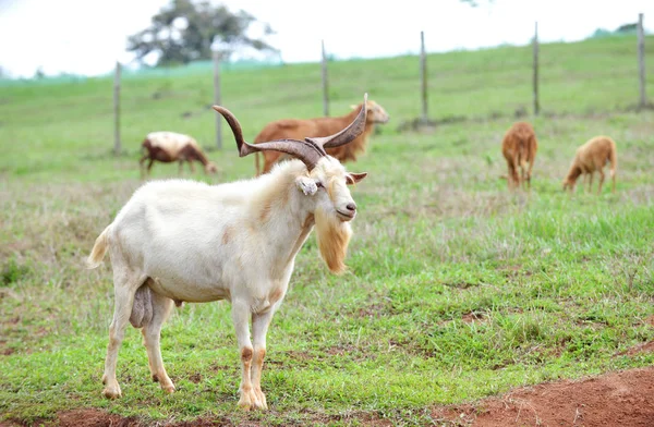 Old Goat with a big set of horns looking after his females