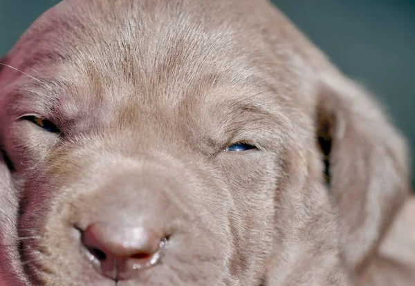 Macro Shot Face Very Young Weimaraner Pup — Stock Photo, Image