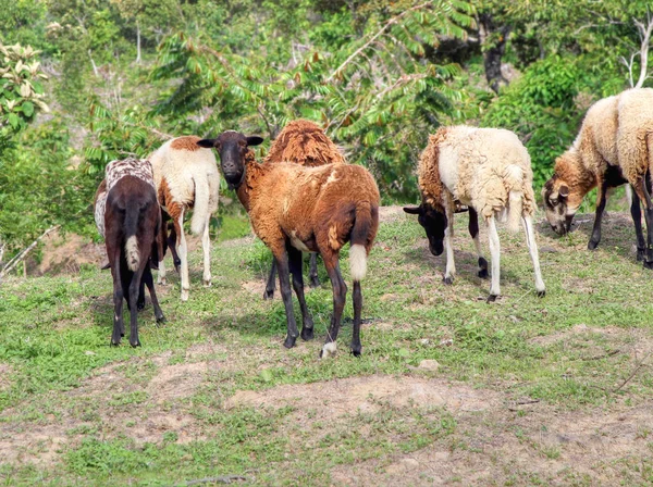 Grupo Ovelhas Que Pastam Prado Aberto — Fotografia de Stock