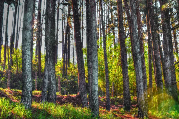Close Sun Shining Pine Forest — Stock Photo, Image