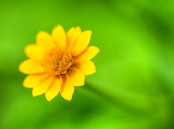 Pequena Flor Amarela Selvagem Macro Com Fundo Verde — Fotografia de Stock