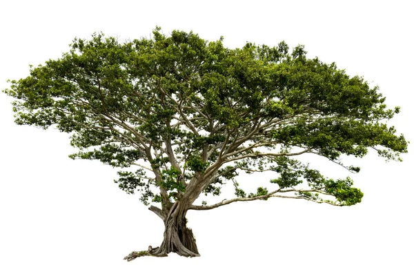 Beyaz Bir Arka Plan Üzerinde Izole Kocaman Eski Ağaç — Stok fotoğraf