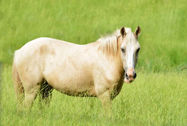 Beautiful Blonde Palomino Horse Standing Tall Grass Field — Stock Photo, Image