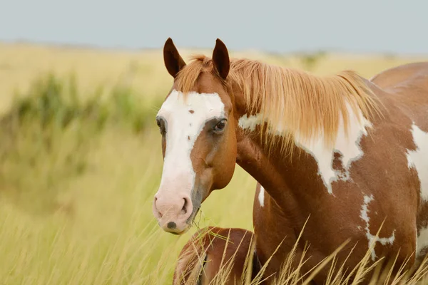 Pinto Quarter Horse Mare Feeding Its Colt Horse Farm Panama — Stock Photo, Image