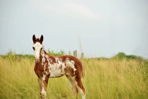 Painted Quarter Horse Colt Standing Field Tall Grass Farm — Stock Photo, Image