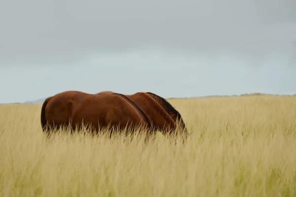 3頭の馬が背の高い草とその背後にある空のフィールドで食べる — ストック写真