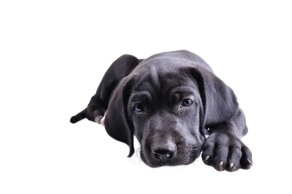 Close Black Pup Laying Isolated White Background — Stock Photo, Image