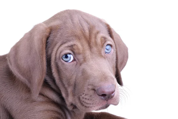 Close Brown Pup Blue Eyes Isolated White Background — Stock Photo, Image