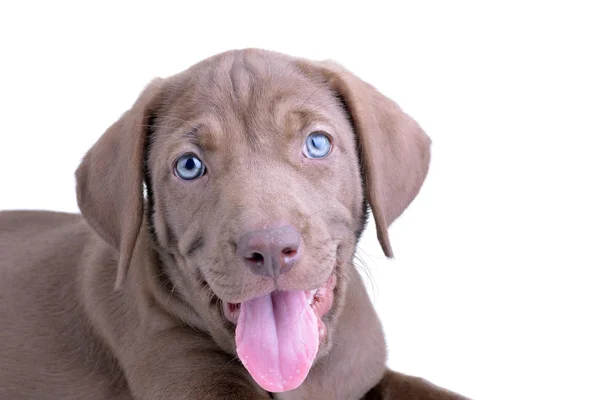 Close Brown Pup Blue Eyes Its Tongue Out Isolated White — Stock Photo, Image