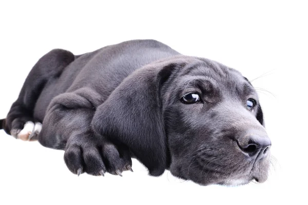 Close Black Pup Laying Isolated White Background — Stock Photo, Image