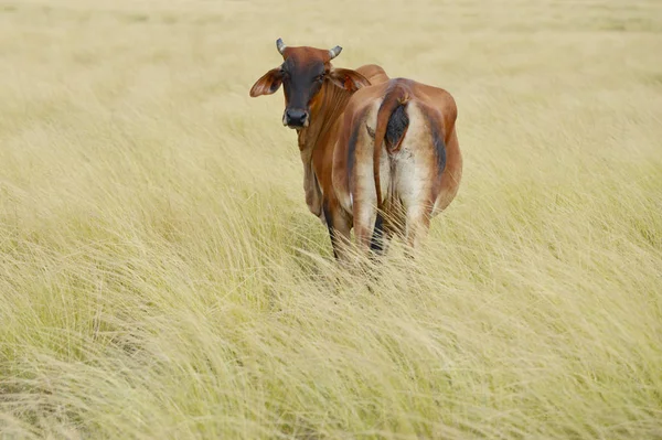 Vache Brune Solitaire Dans Immense Champ Pâturage Dans Campagne Panama — Photo