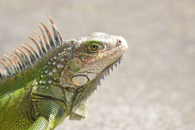 Makro çekim erkek bir iguana