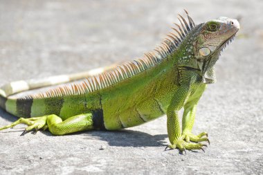 Sabah erken güneş alma bir driveway döşeme genç Iguana erkek