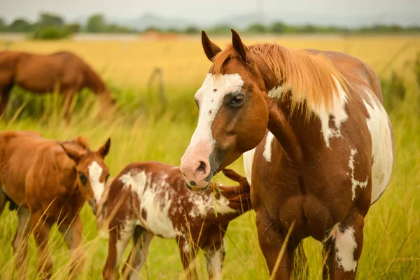 Beautiful Painted Mare Foal Colt Eating Grass Pasture Field — Stock Photo, Image