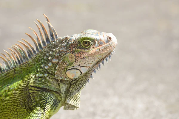Macro Shot Male Iguana — Stock Photo, Image