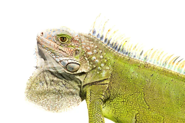 Makroaufnahme Eines Männlichen Leguans Isoliert Auf Weißem Hintergrund — Stockfoto