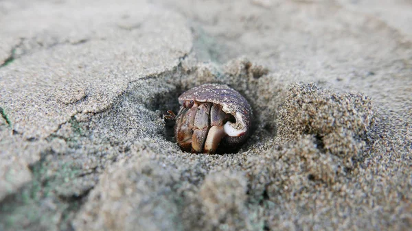 Samall deniz kum bir delikten gelen sümüklü böcek makro çekim