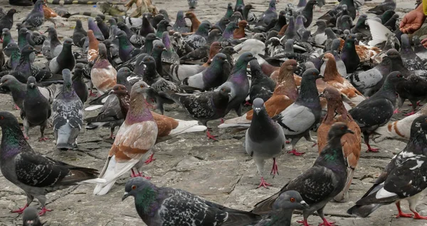 Sok Utcai Galambok Táplálni Emberek Parkban Guayaquil Ecuador — Stock Fotó