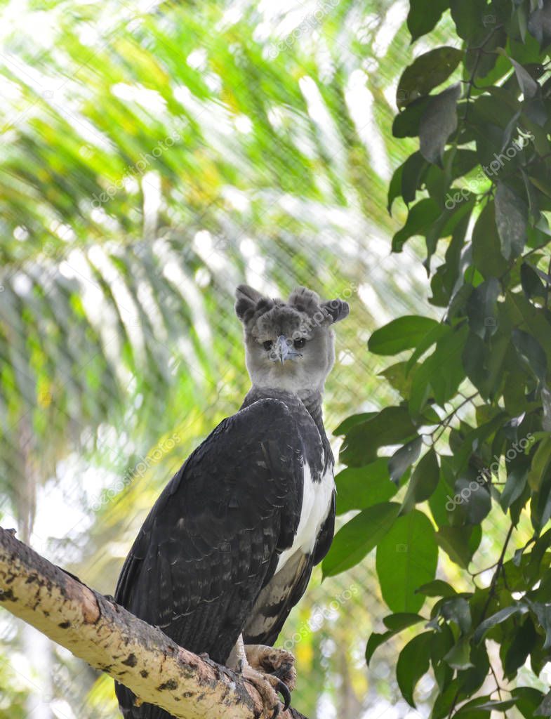 A magnifecent Harpy Eagle the national bird of Panama