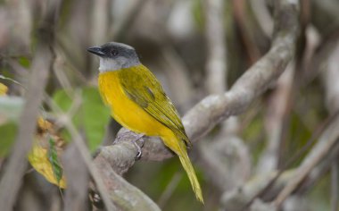 Gri başlı Tanager (Eucometis penicillata) bir ağaç dalı Panama ormanlarda tünemiş