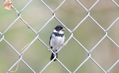 Bir zincir bağlantı tel çit üzerinde tünemiş değişken Seedeater