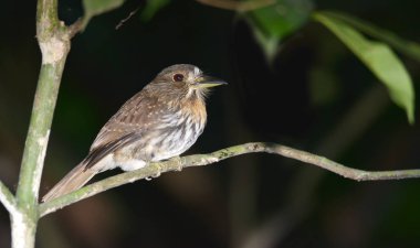  Beyaz bıyıklı bir ağaç dalı üzerinde tünemiş Puffbird